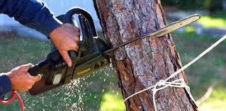 How Our Tree Care Process Works  in  Puhi, HI