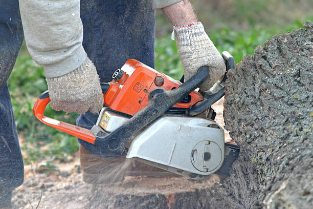 Best Emergency Tree Removal  in Pu, HI